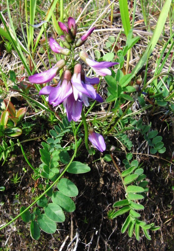 Изображение особи Astragalus subpolaris.