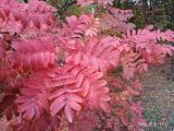 genus Sorbus