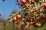 Crataegus aronia