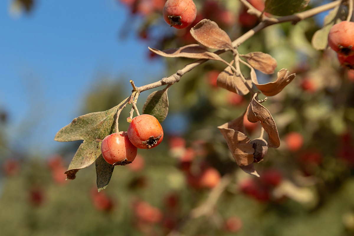 Image of Crataegus aronia specimen.