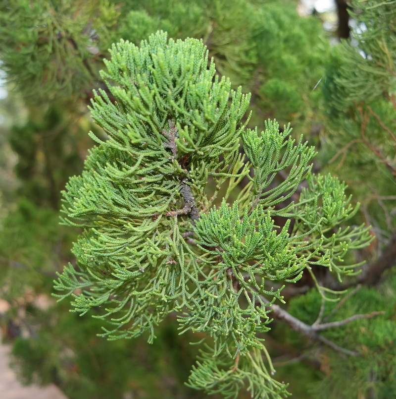 Изображение особи семейство Cupressaceae.