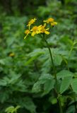 Tephroseris integrifolia. Верхушка побега с соцветием. Пермский край, Александровский р-н, дол. р. Яйва, верхушка юго-западной оконечности Тихого Камня. 12 июня 2022 г.