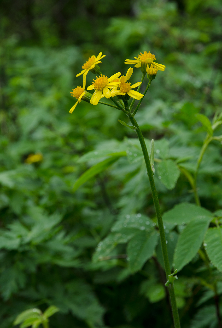 Image of Tephroseris integrifolia specimen.