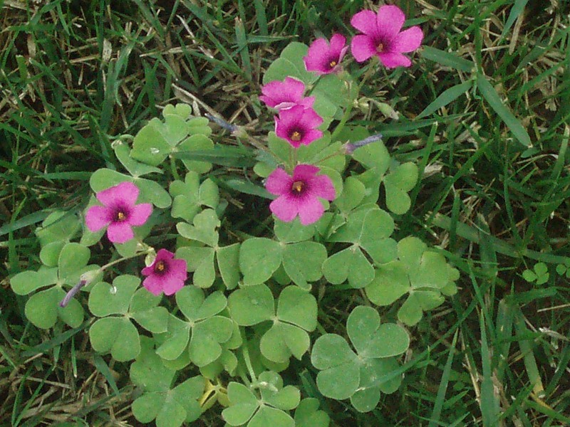 Изображение особи Oxalis articulata.