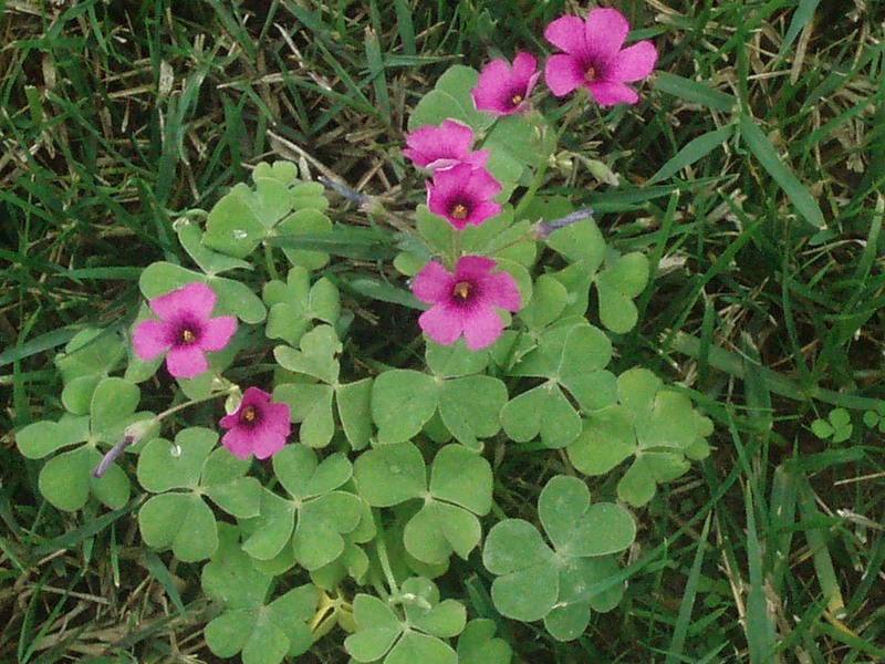 Image of Oxalis articulata specimen.