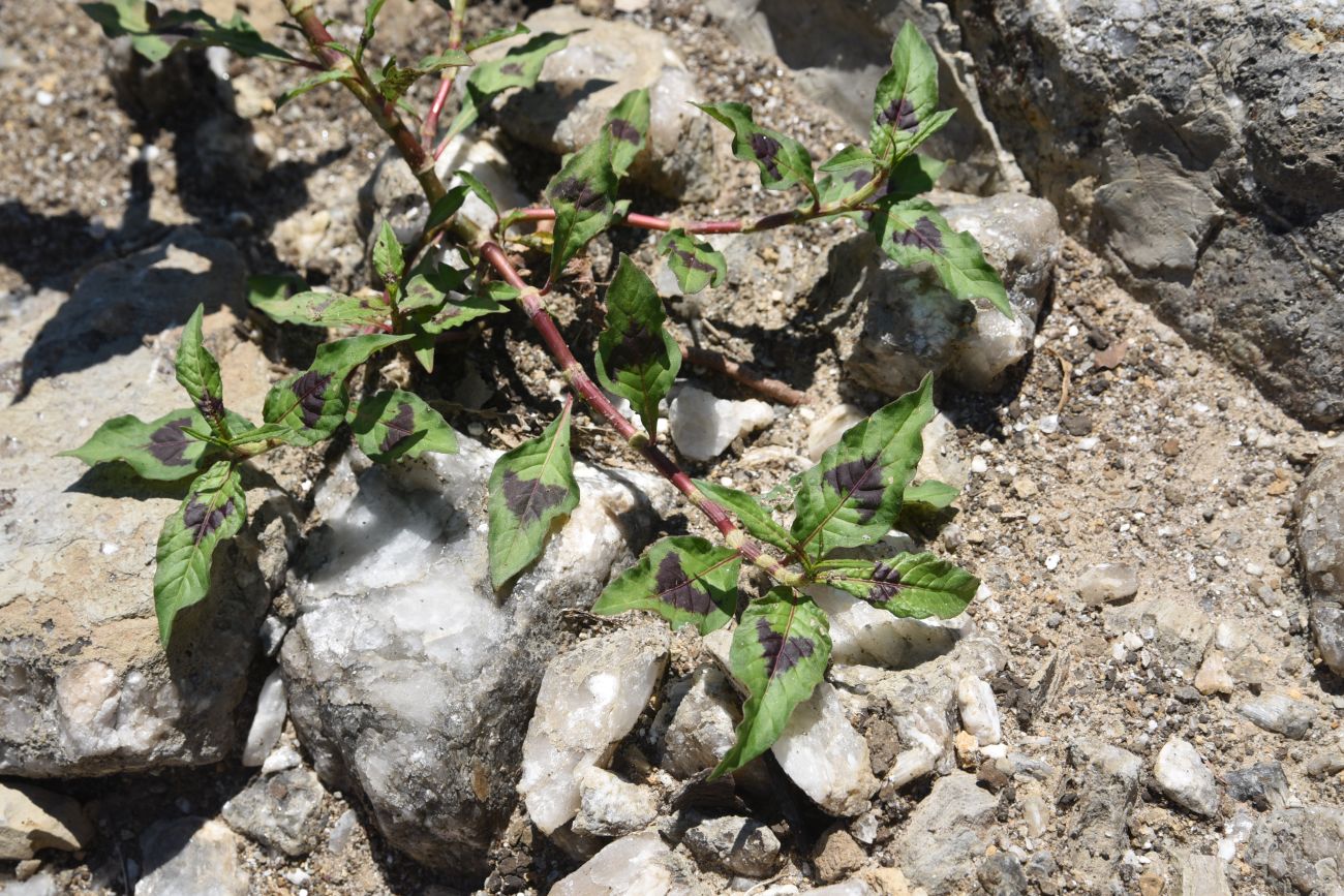 Изображение особи Persicaria maculosa.