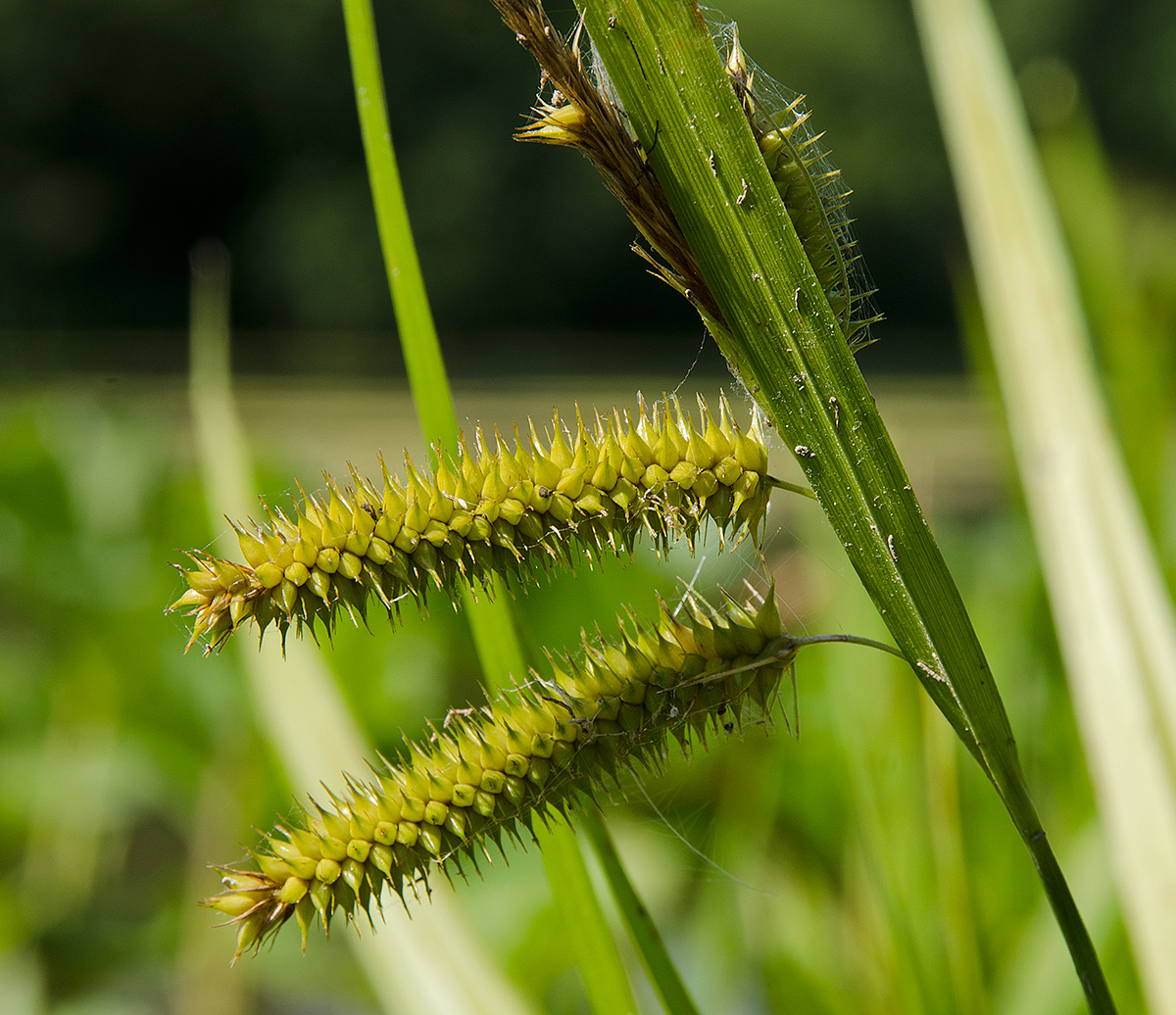 Image of Carex pseudocyperus specimen.