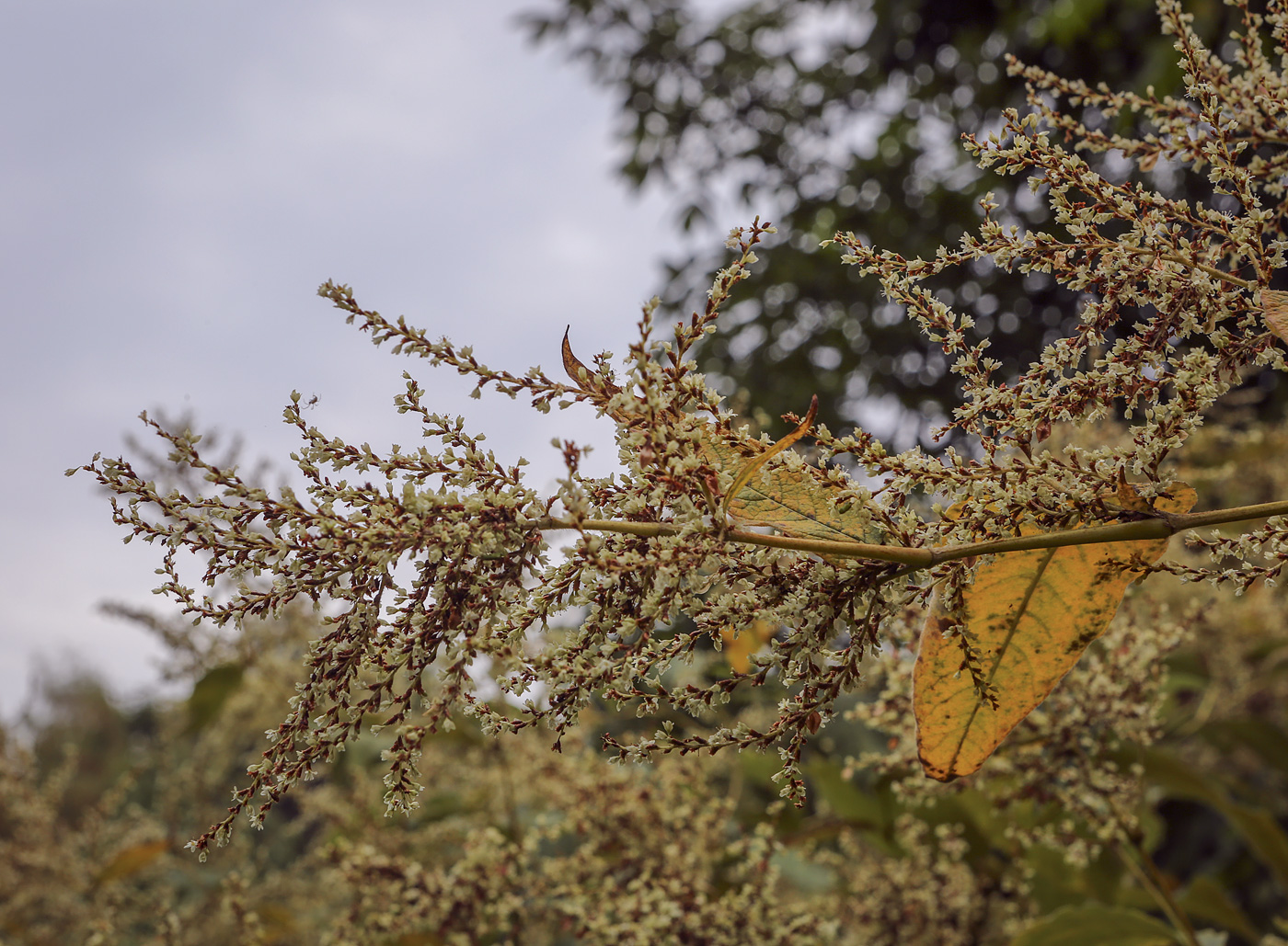 Изображение особи Reynoutria sachalinensis.