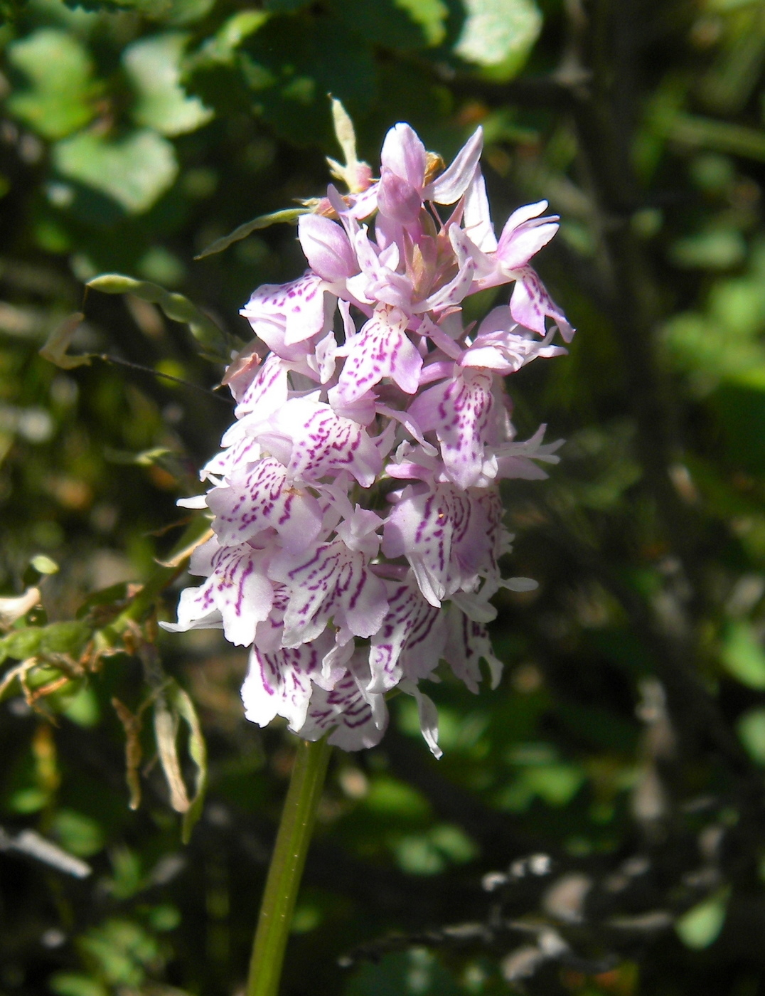 Image of Dactylorhiza fuchsii specimen.