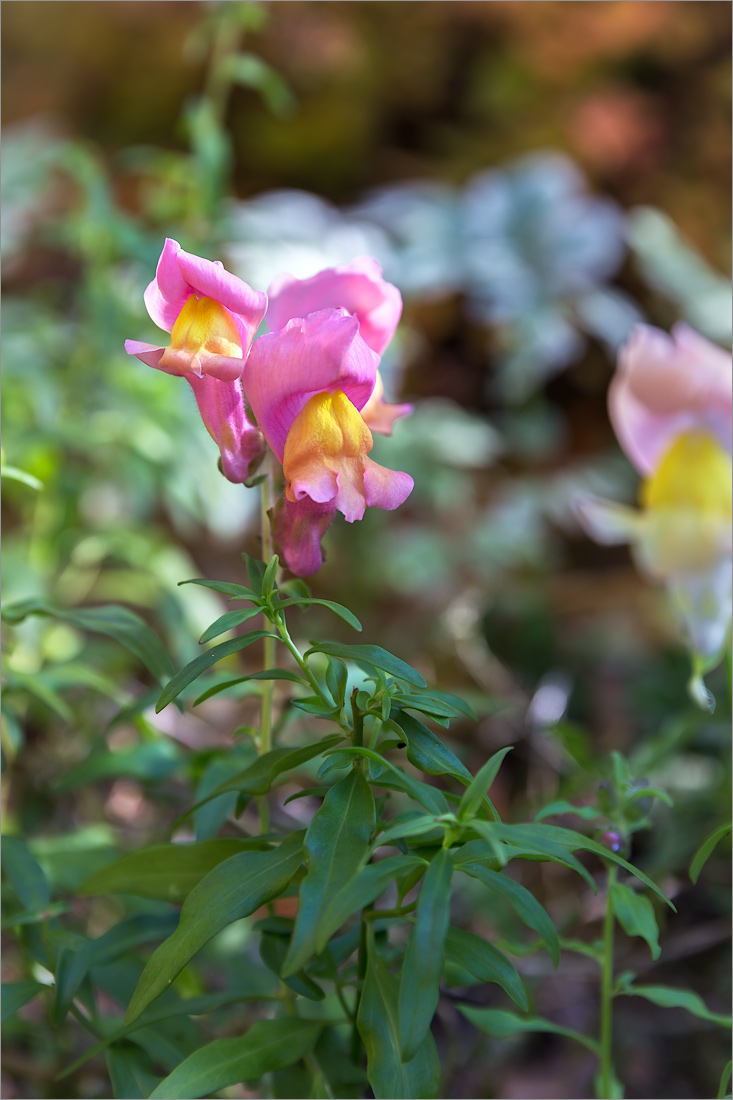 Изображение особи Antirrhinum majus.