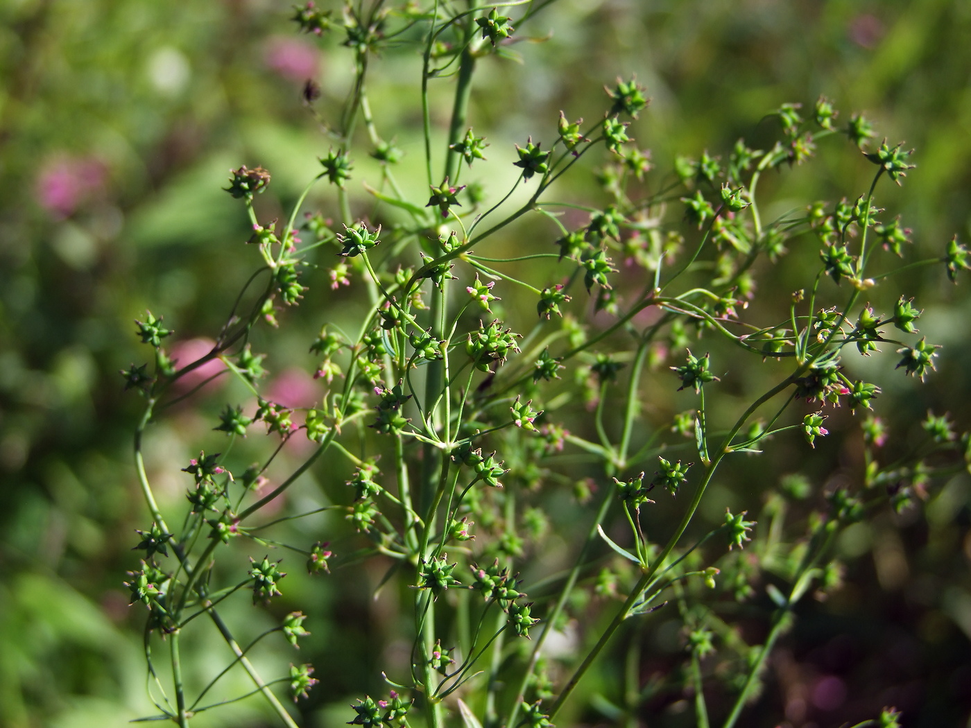 Image of Thalictrum simplex specimen.