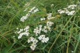 Achillea ptarmica