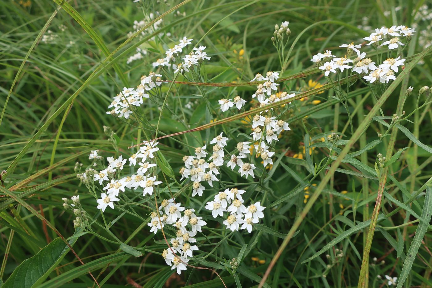 Изображение особи Achillea ptarmica.