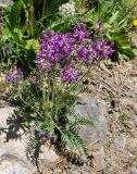 Oxytropis strobilacea