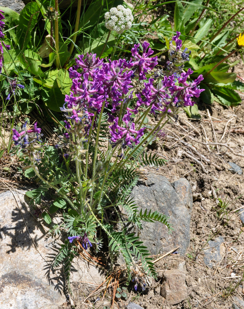 Изображение особи Oxytropis strobilacea.