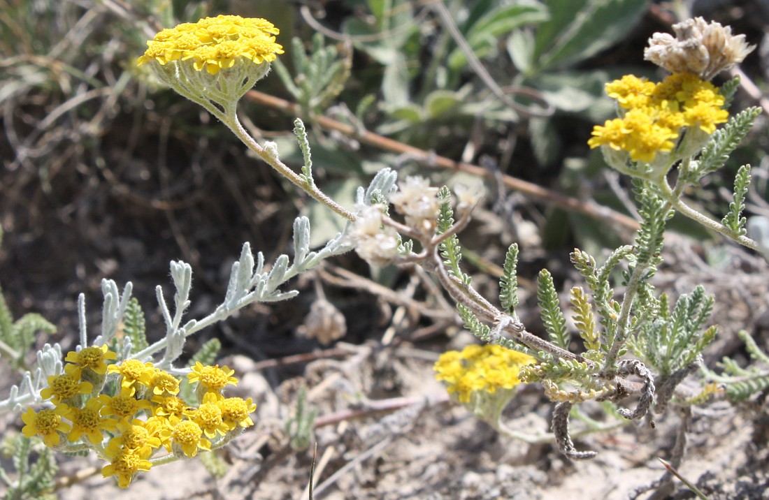 Image of Achillea taurica specimen.