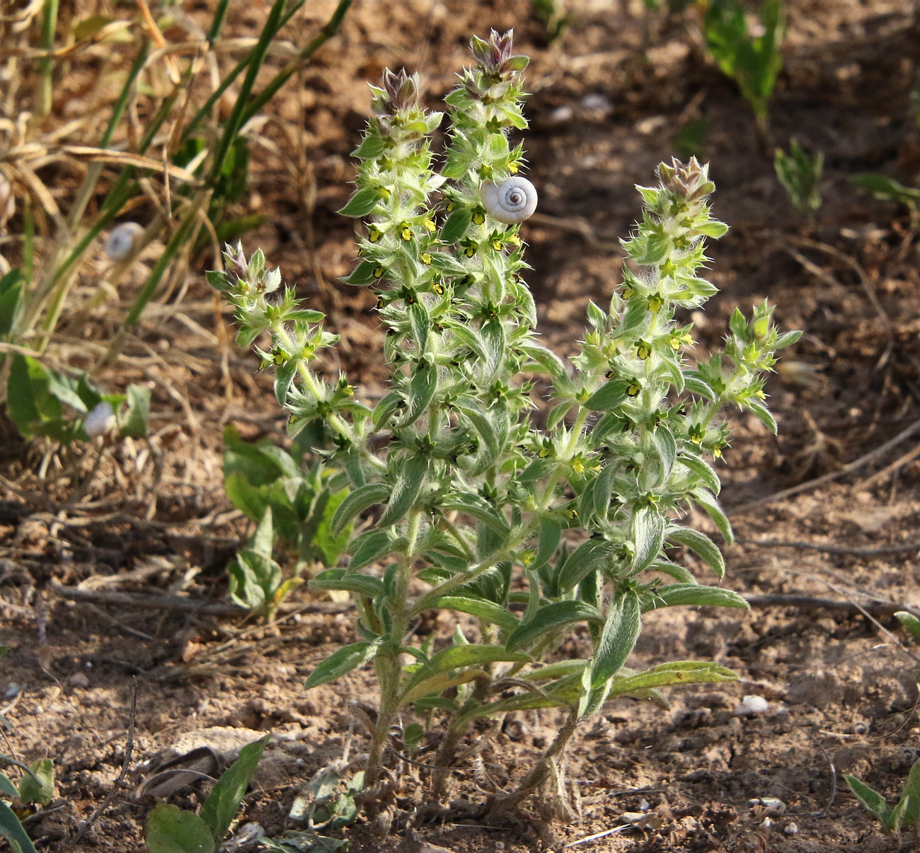 Image of Sideritis montana specimen.