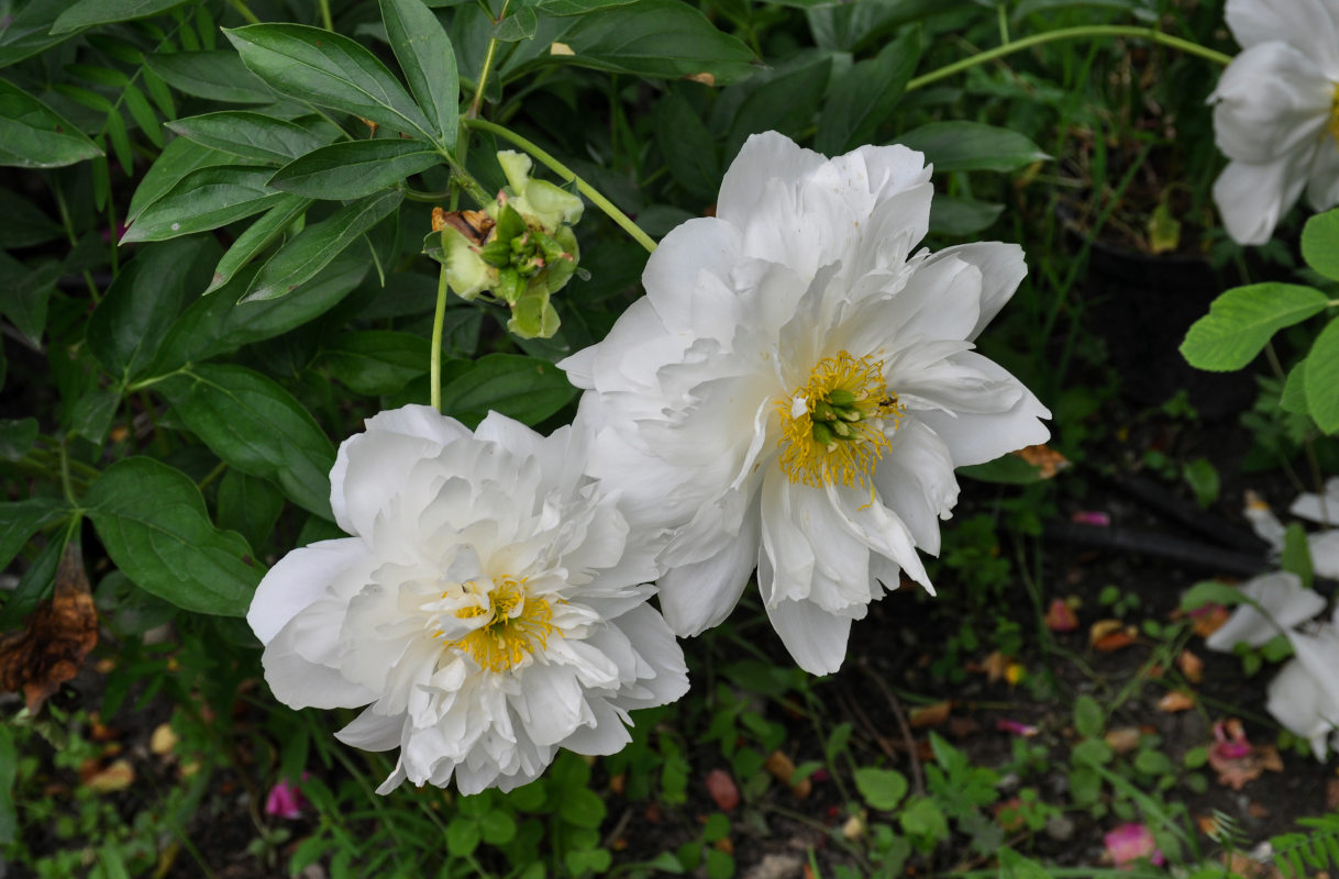 Image of Paeonia lactiflora specimen.