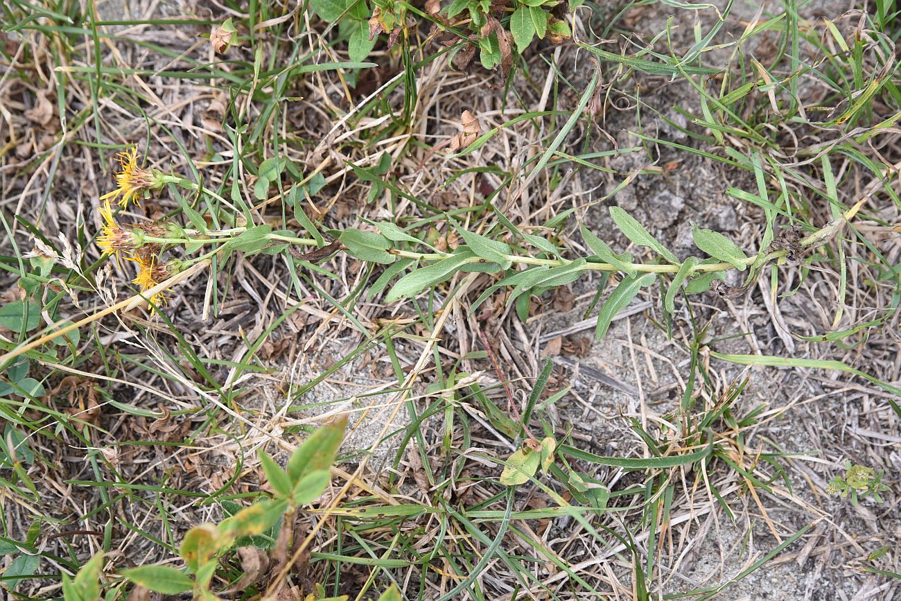 Image of Inula aspera specimen.