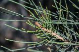 Casuarina equisetifolia. Верхушка побега. Египет, мухафаза Эль-Гиза, оазис Бахария, песчаная пустыня. 30.04.2023.
