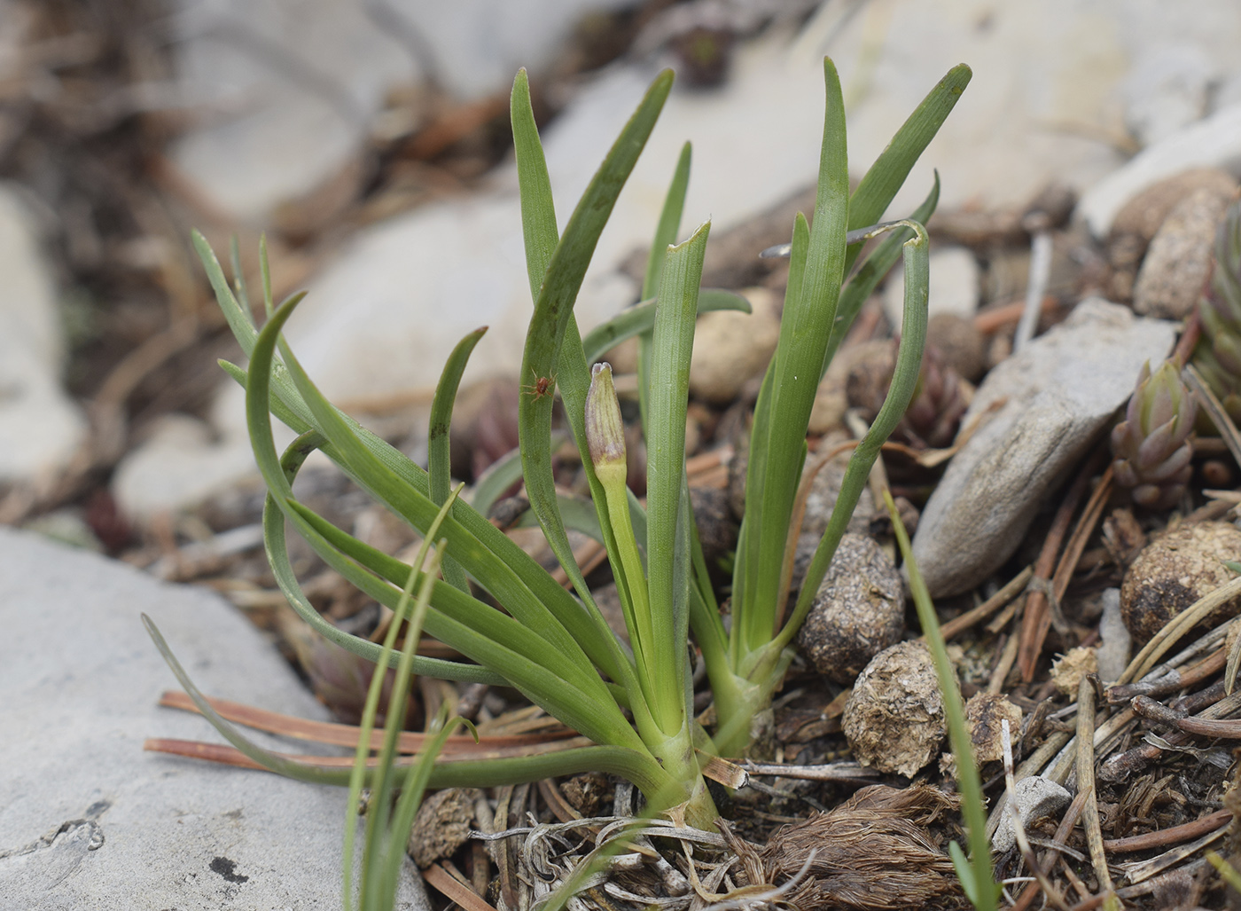 Изображение особи Allium lusitanicum.
