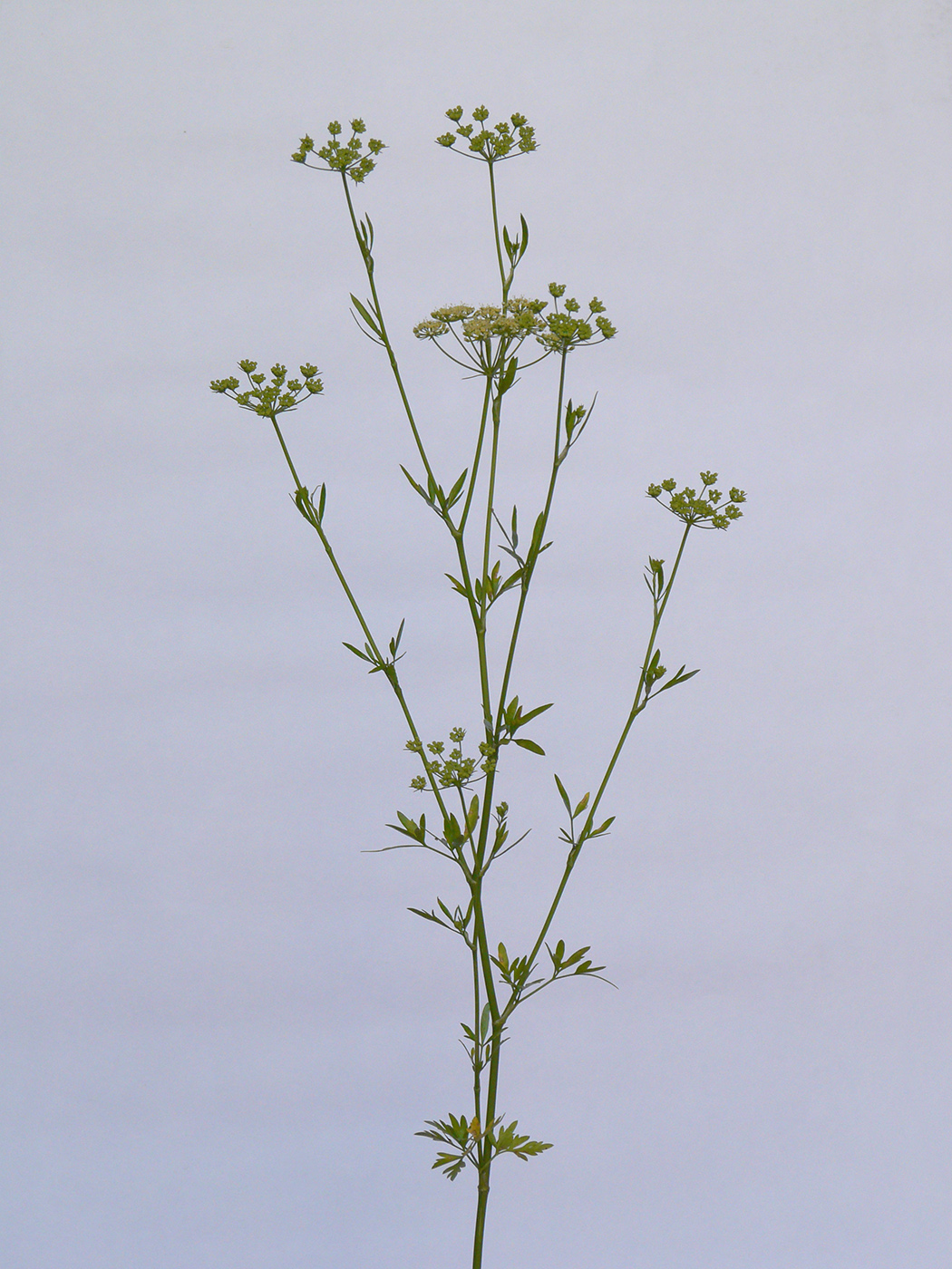 Изображение особи Petroselinum crispum.