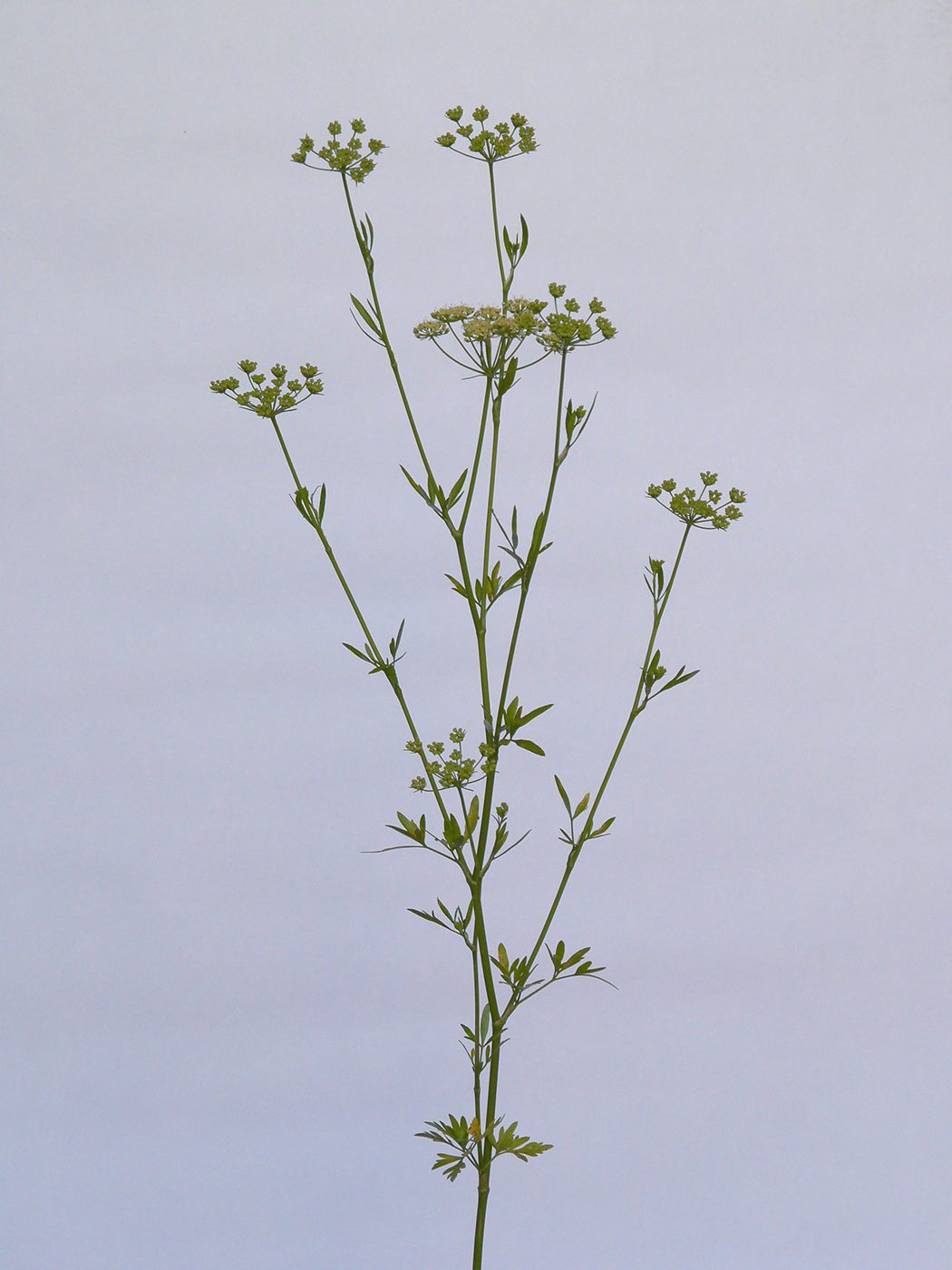 Image of Petroselinum crispum specimen.