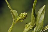 Rubia cordifolia