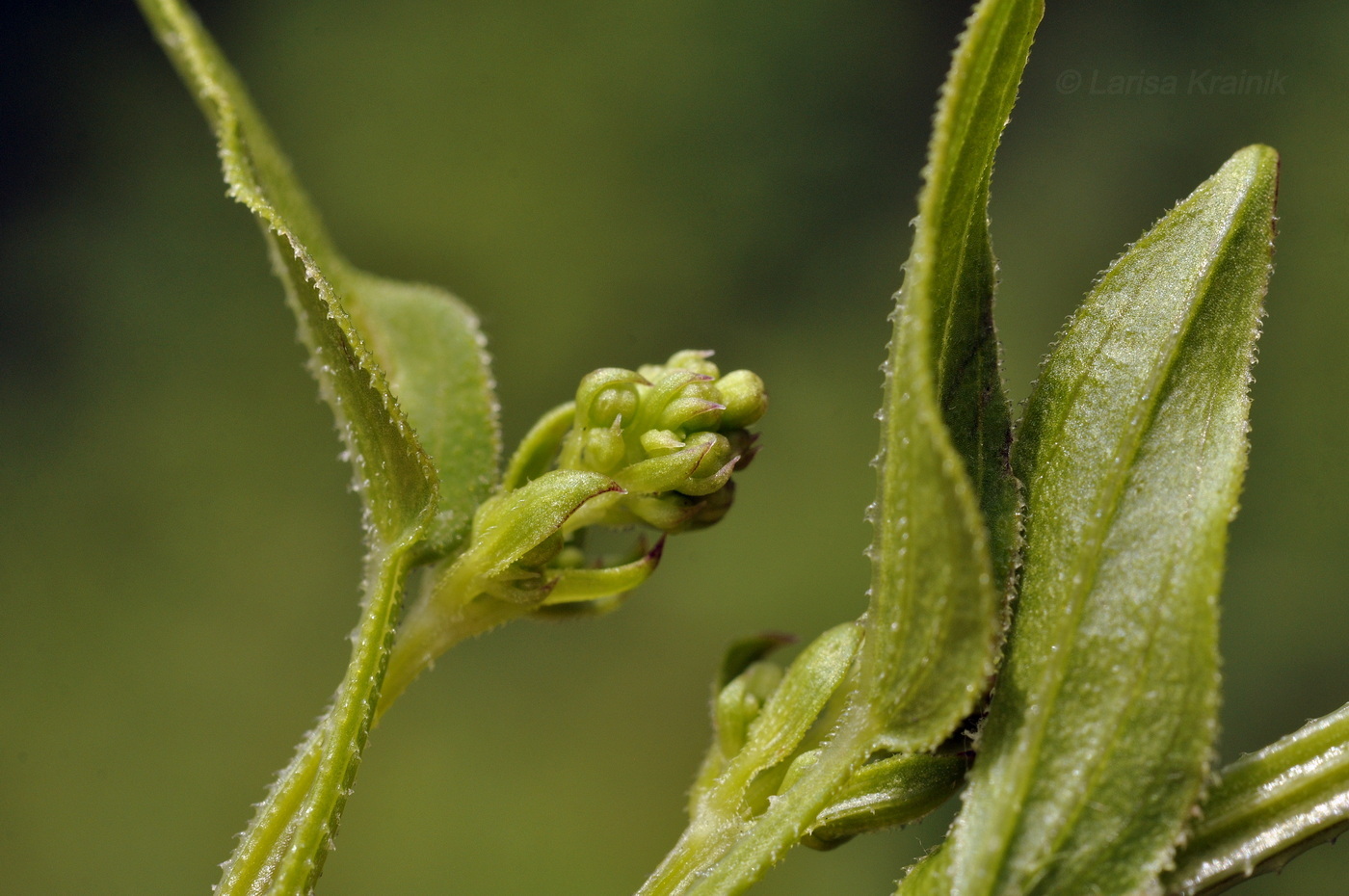 Image of Rubia cordifolia specimen.