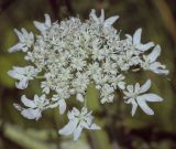 Heracleum sosnowskyi