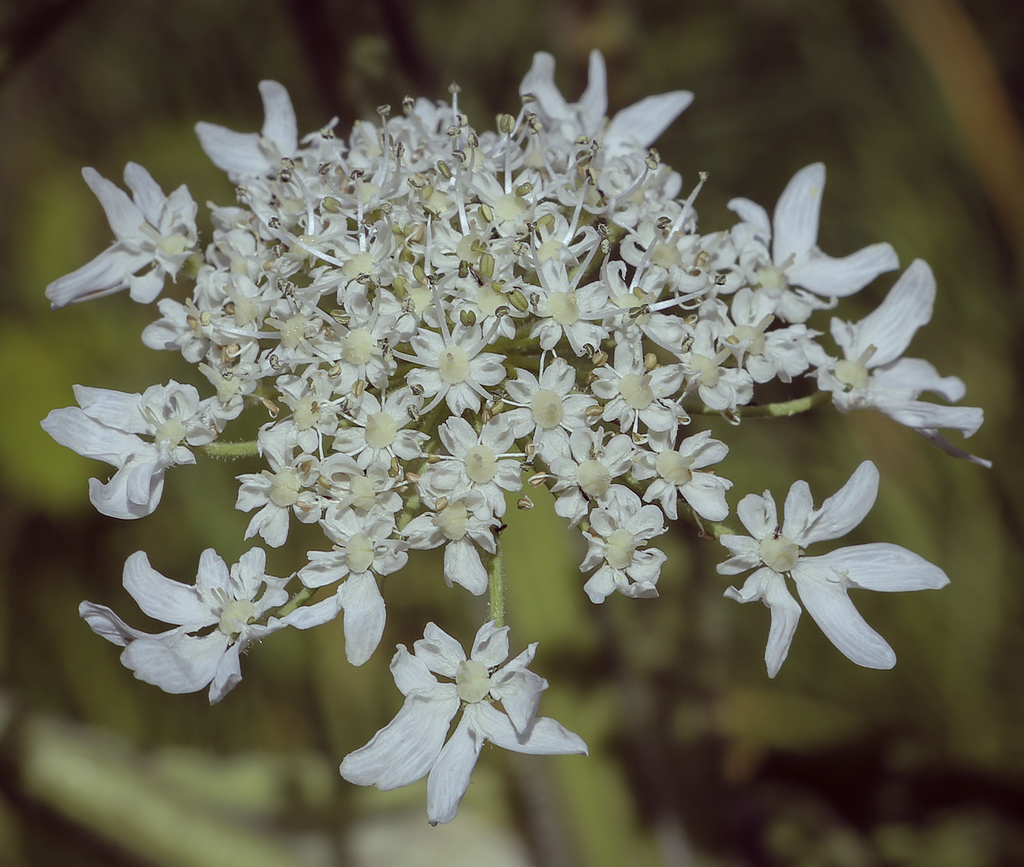 Image of Heracleum sosnowskyi specimen.