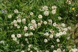 Trifolium repens