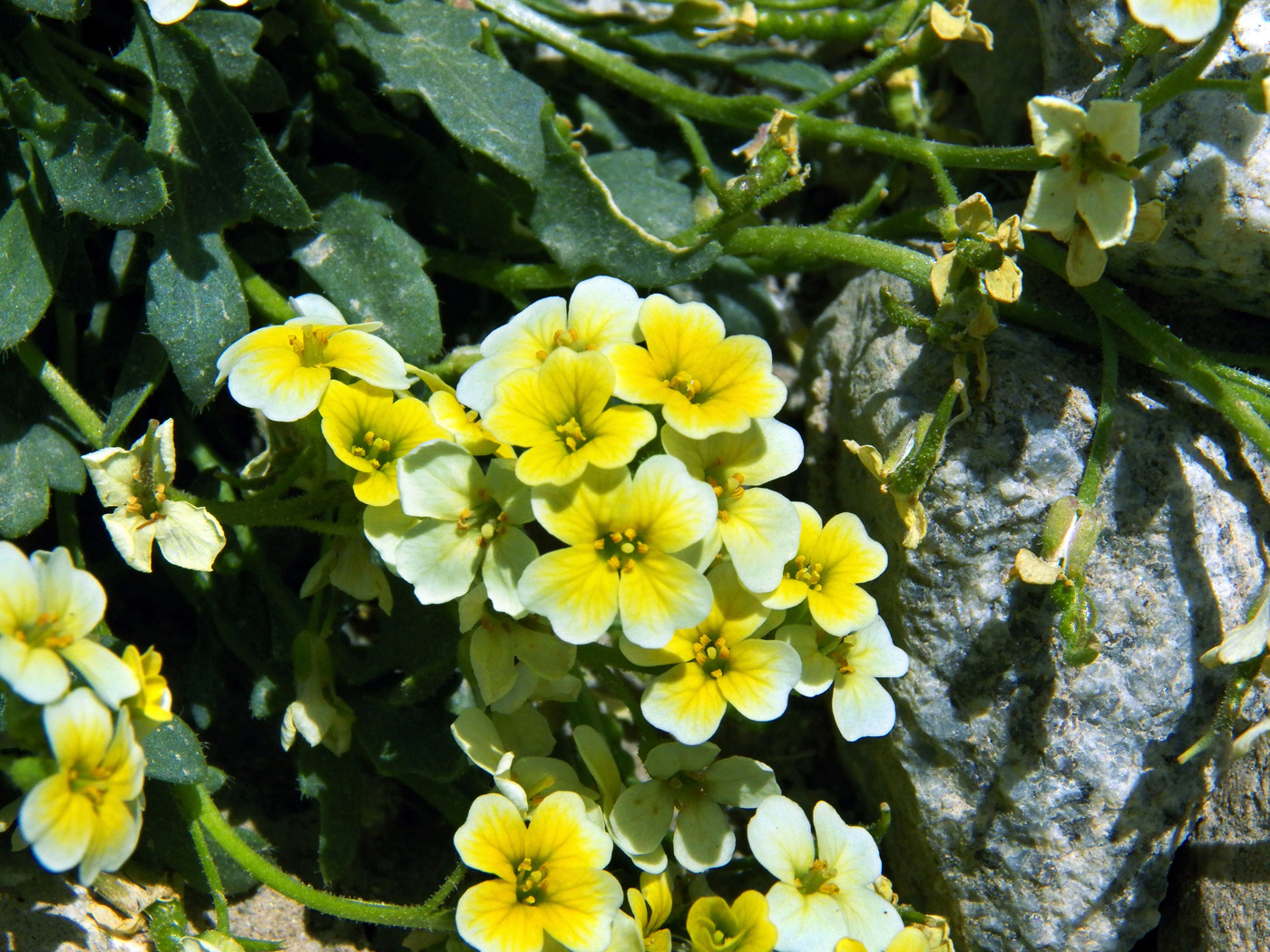 Image of Chorispora sabulosa specimen.