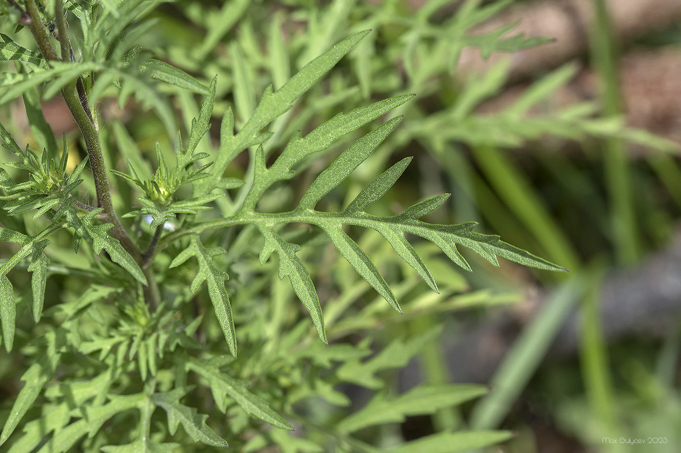 Изображение особи Ambrosia artemisiifolia.