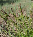 Carex cespitosa