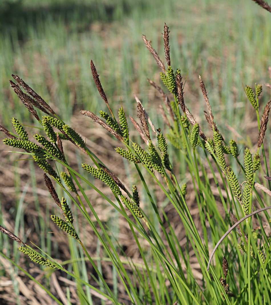 Изображение особи Carex cespitosa.