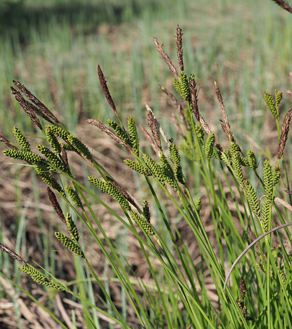 Изображение особи Carex cespitosa.