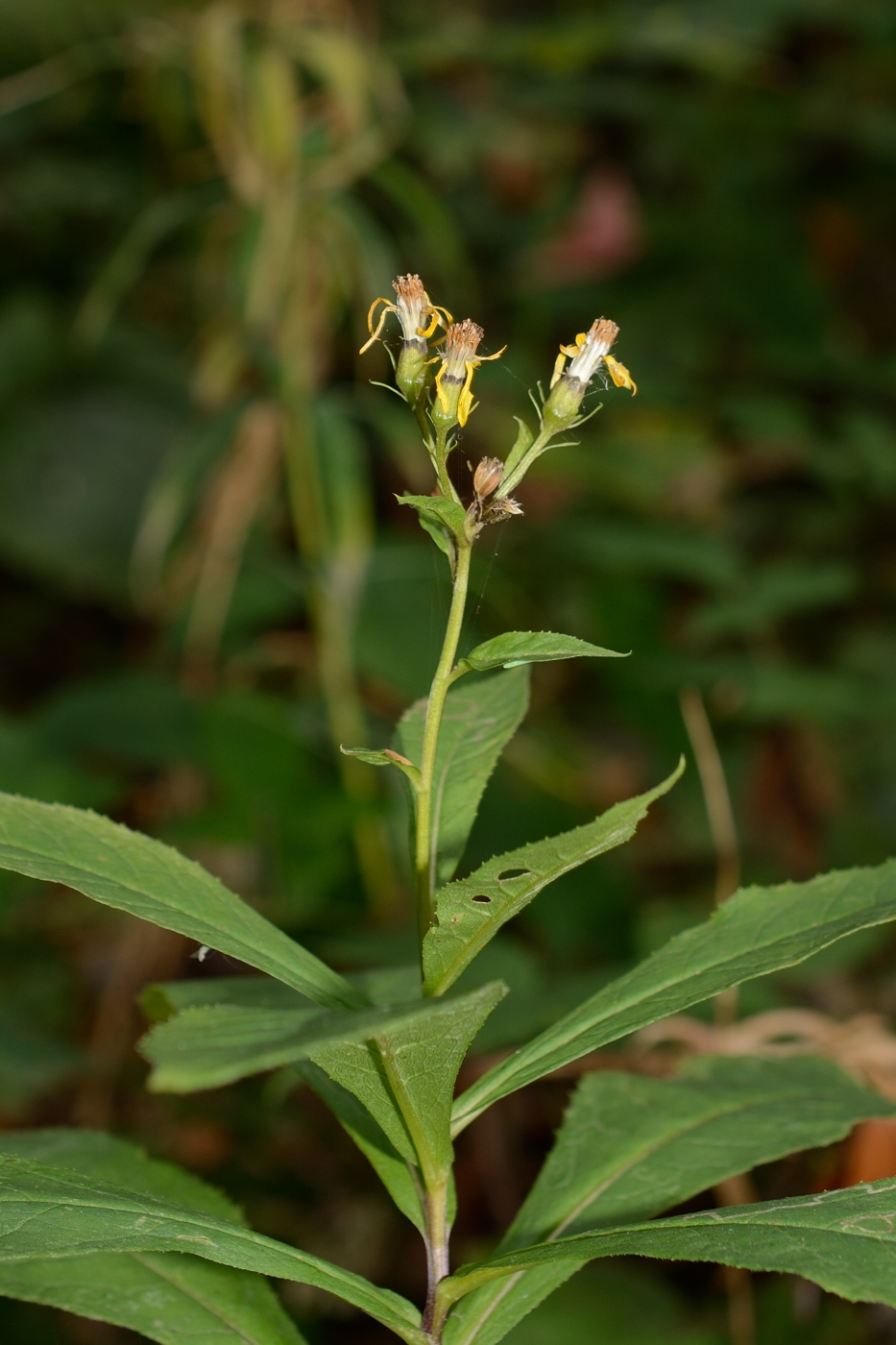 Image of Senecio propinquus specimen.