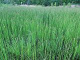 Equisetum fluviatile. Заросли хвощей в заболоченной низине. Московская обл., Одинцовский р-н, окр. г. Кубинка. 24.05.2010.