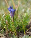 Gentiana septemfida. Цветущее растение. Карачаево-Черкесия, Урупский р-н, хр. Загедан, долина Ацгарских озёр, ≈ 2500 м н.у.м., морена между средними озёрами, альпийский луг. 09.08.2023.