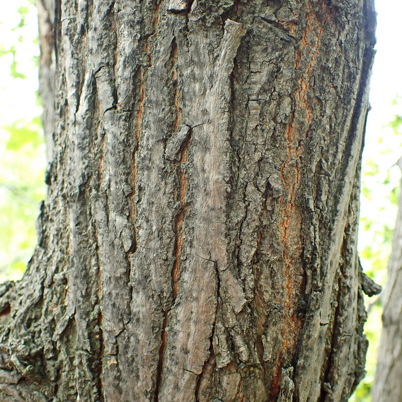 Image of Acer mono specimen.