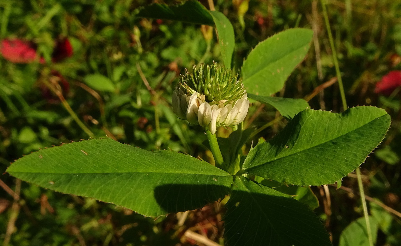 Изображение особи род Trifolium.