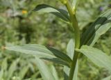 Digitalis lutea. Часть побега. Испания, Каталония, пров. Жирона, комарка Рипольес, муниципалитет Сеткасес, гора Сант-Микель, нижняя часть склона южной экспозиции, 1710 м н.у.м., каменная россыпь в русле ручья. 09.07.2023.