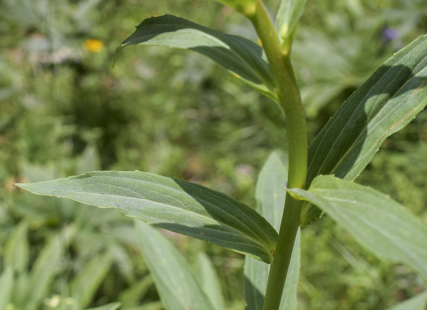 Изображение особи Digitalis lutea.