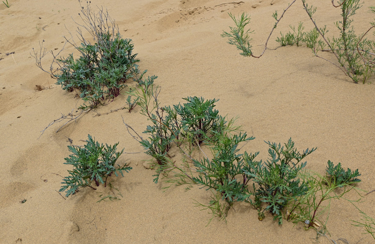 Изображение особи Senecio schischkinianus.