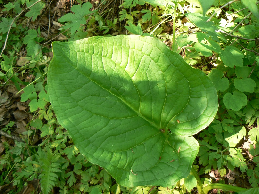 Image of Symplocarpus renifolius specimen.