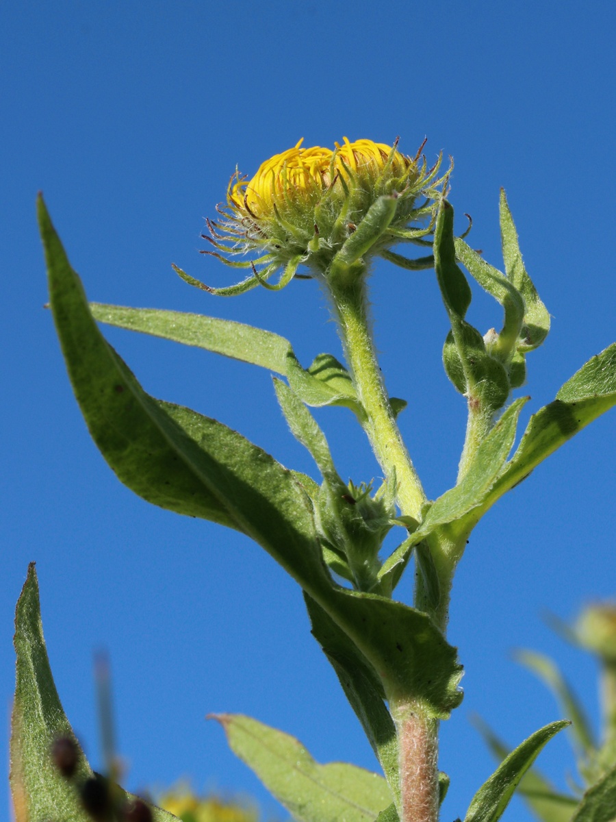 Image of Inula britannica specimen.
