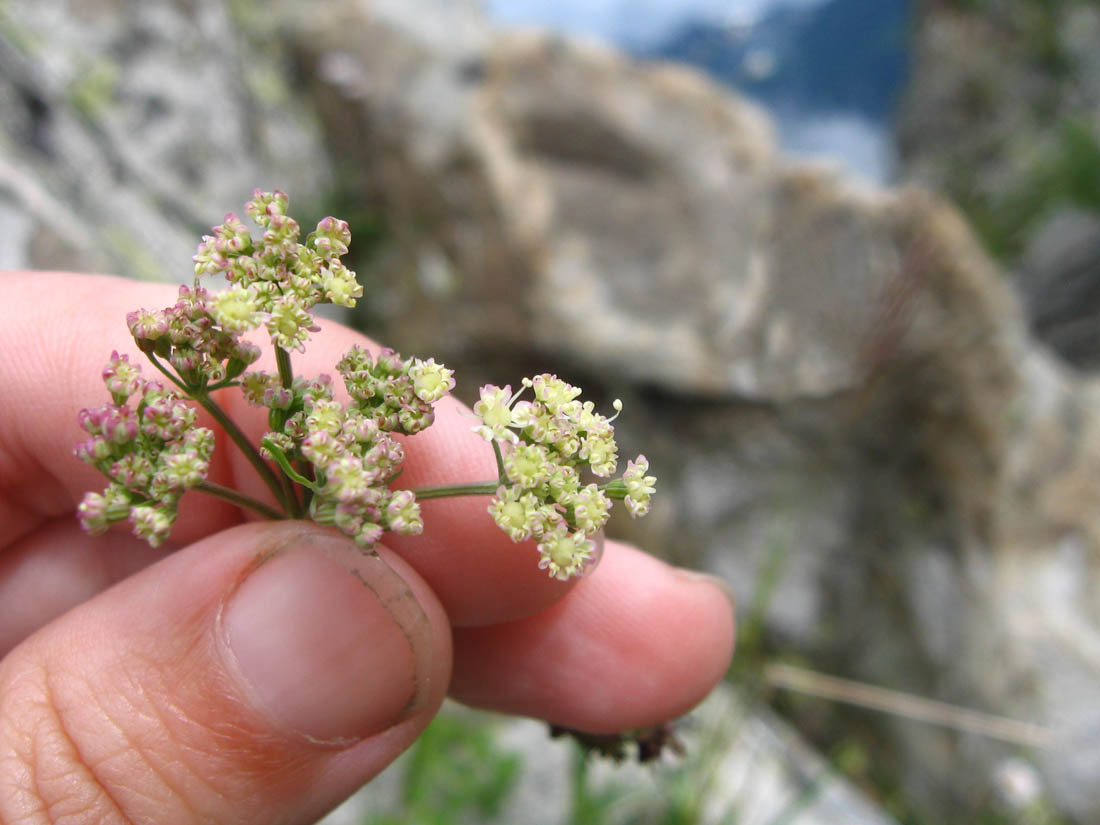 Image of Seseli alpinum specimen.