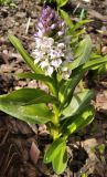 Dactylorhiza aristata