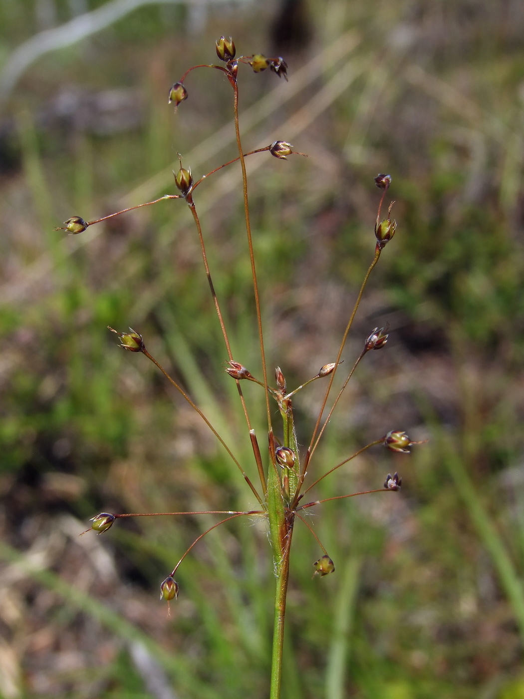 Image of Luzula rufescens specimen.